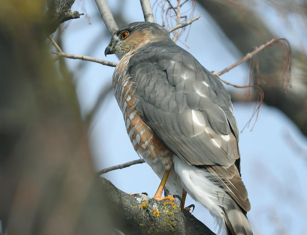 Sharp-Shinned Hawk