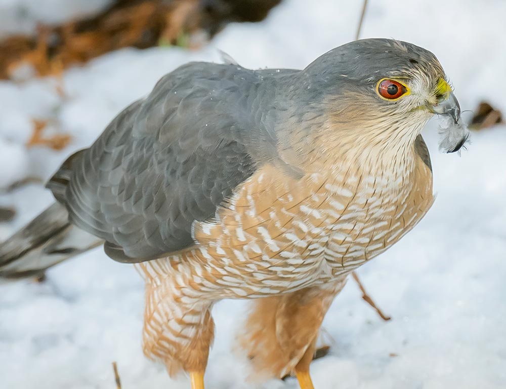 Sharp-shinned Hawk