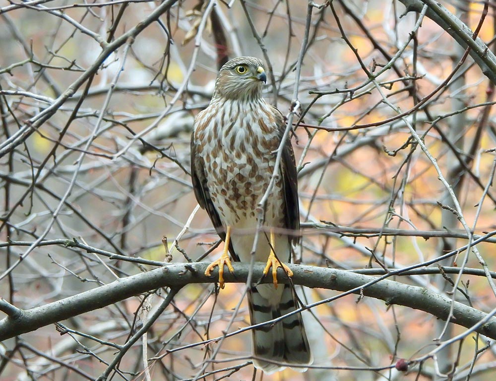 Sharp-shinned Hawk