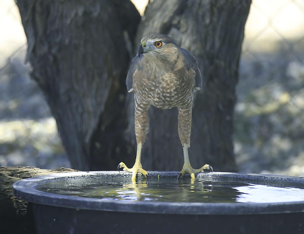 Sharp-shinned Hawk