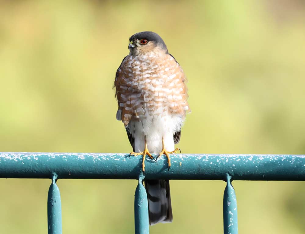 Sharp-shinned Hawk