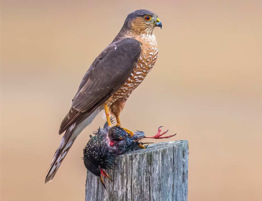 Sharp-shinned Hawk