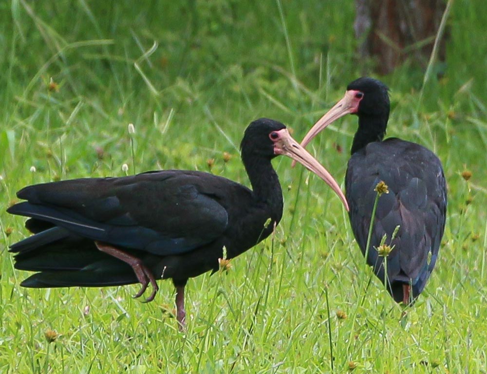 Sharp-tailed Ibis