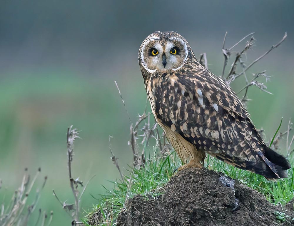 Short-eared Owl