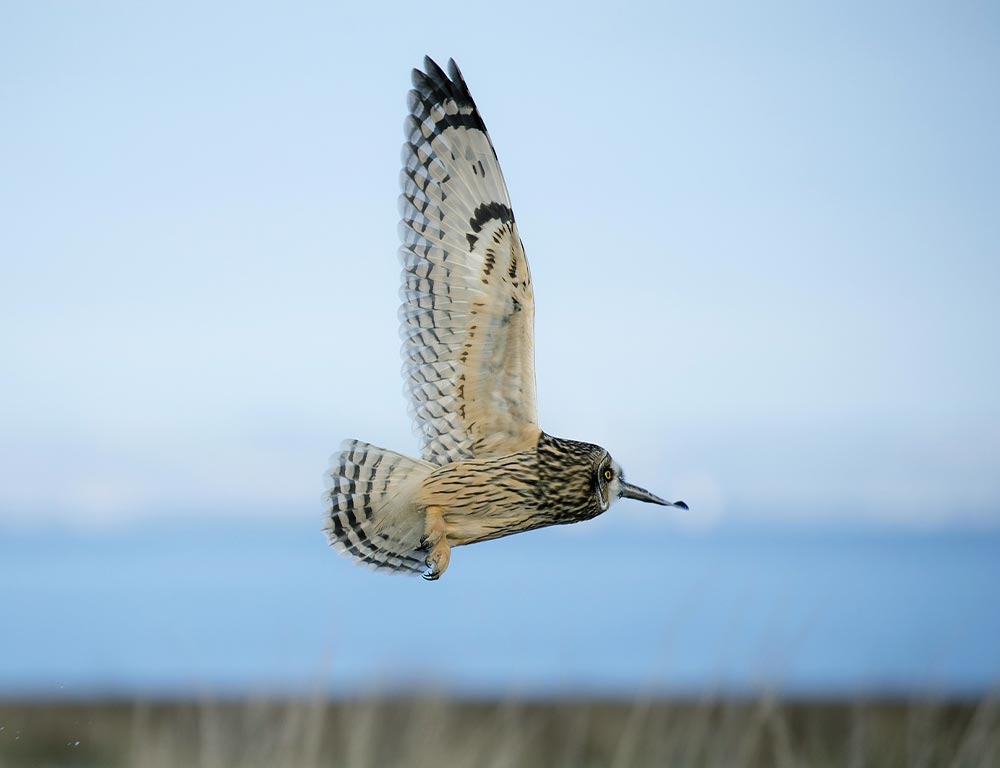 Short-eared Owl