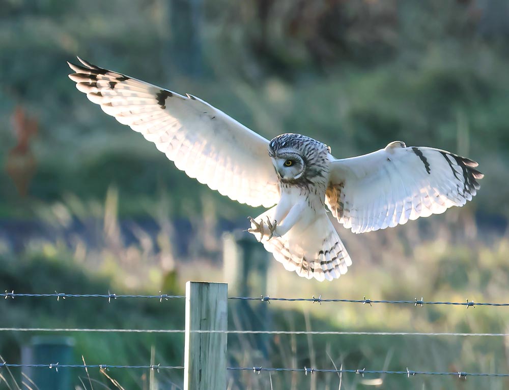 Short-eared Owl