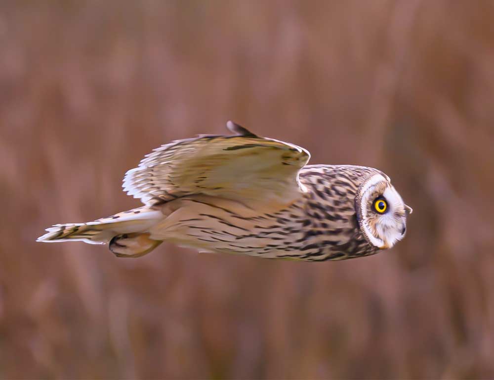 Short-eared Owl