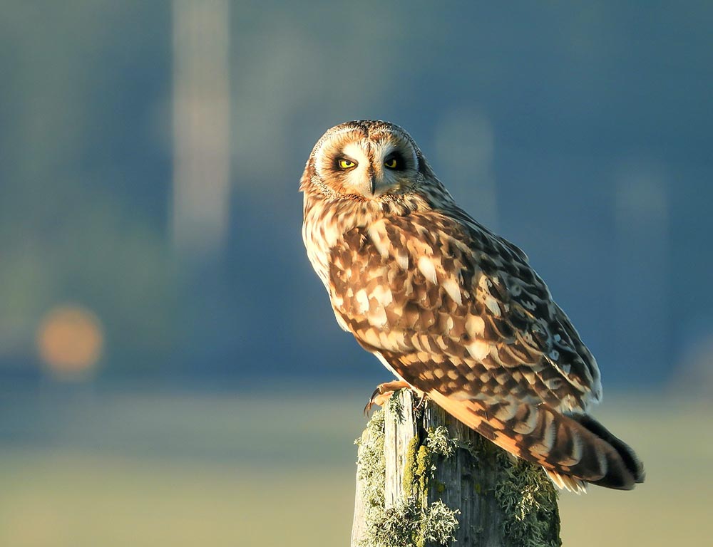 Short-eared Owl