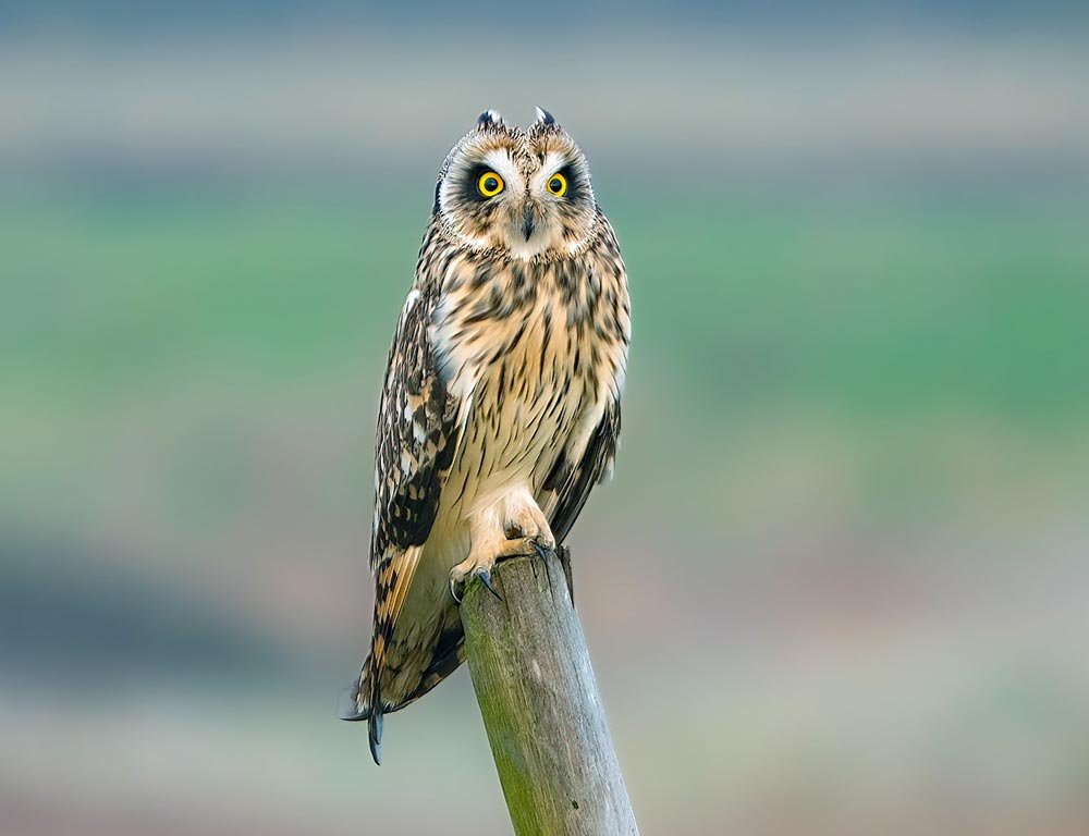 Short-eared Owl