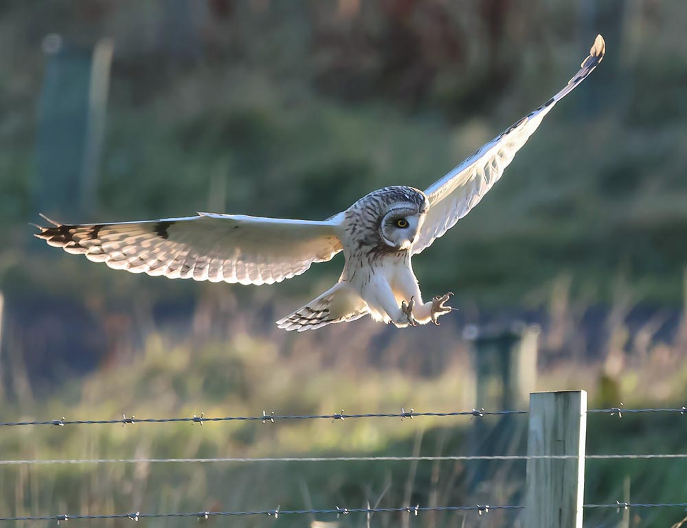 Short-eared Owl