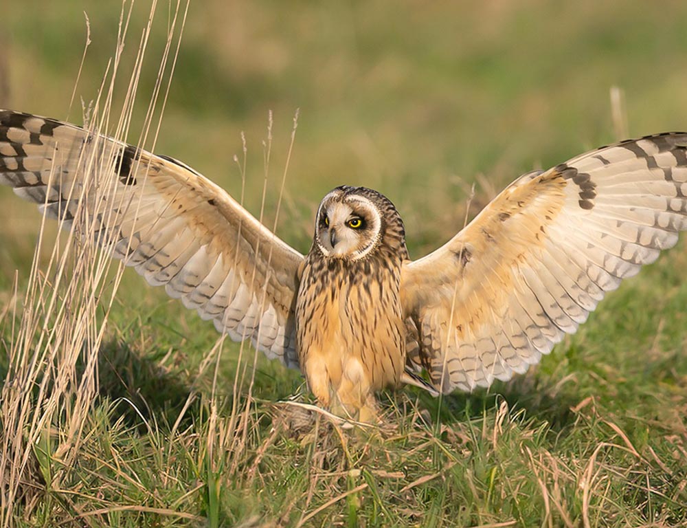 Short-eared Owl