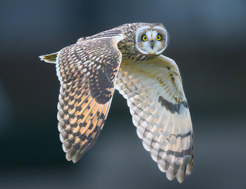 Short-eared Owl