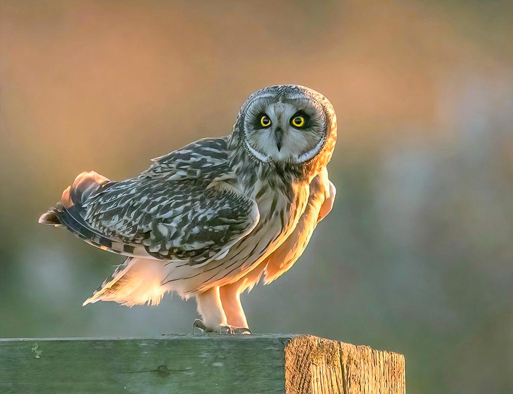 Short-eared Owl