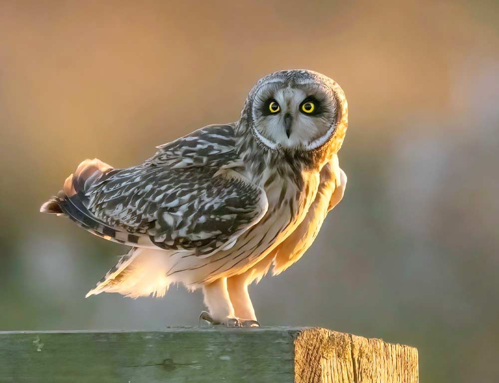 Short-eared Owl