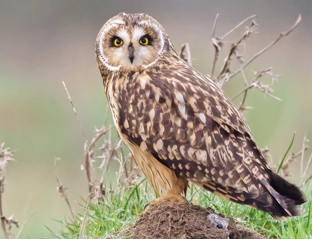 Short-eared Owl