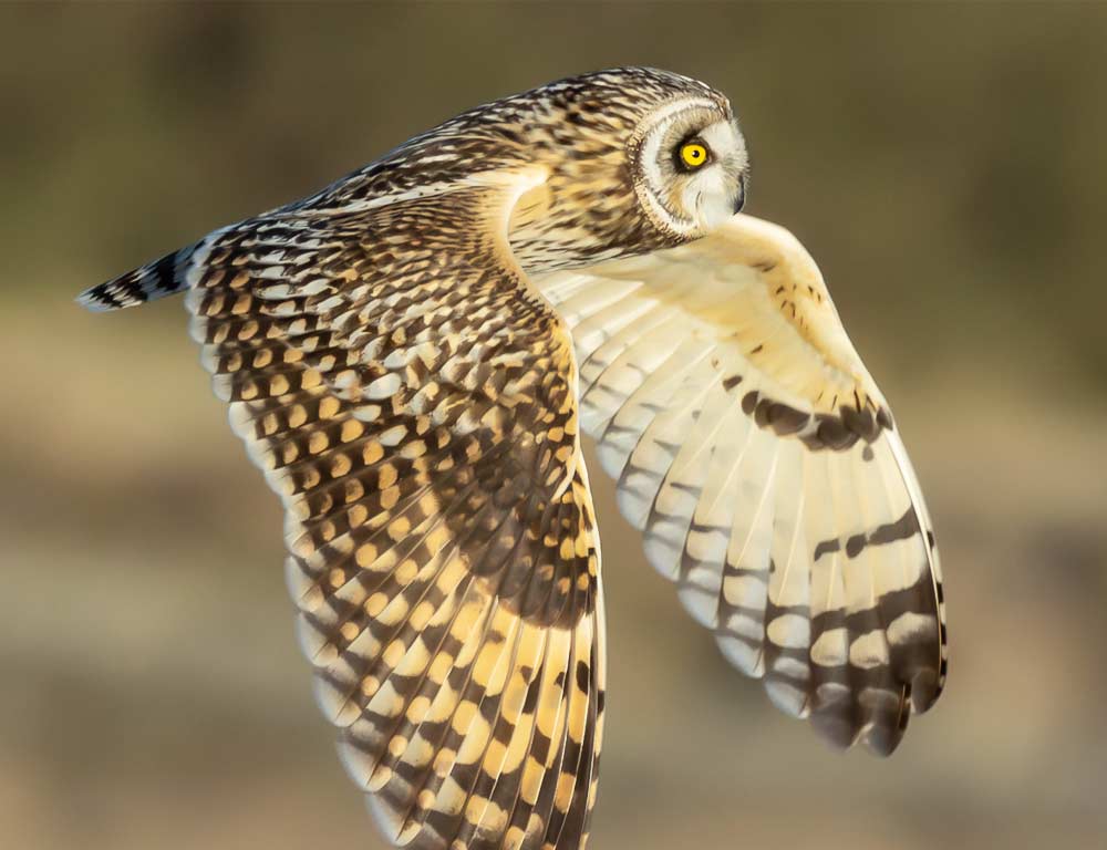 Short-eared Owl