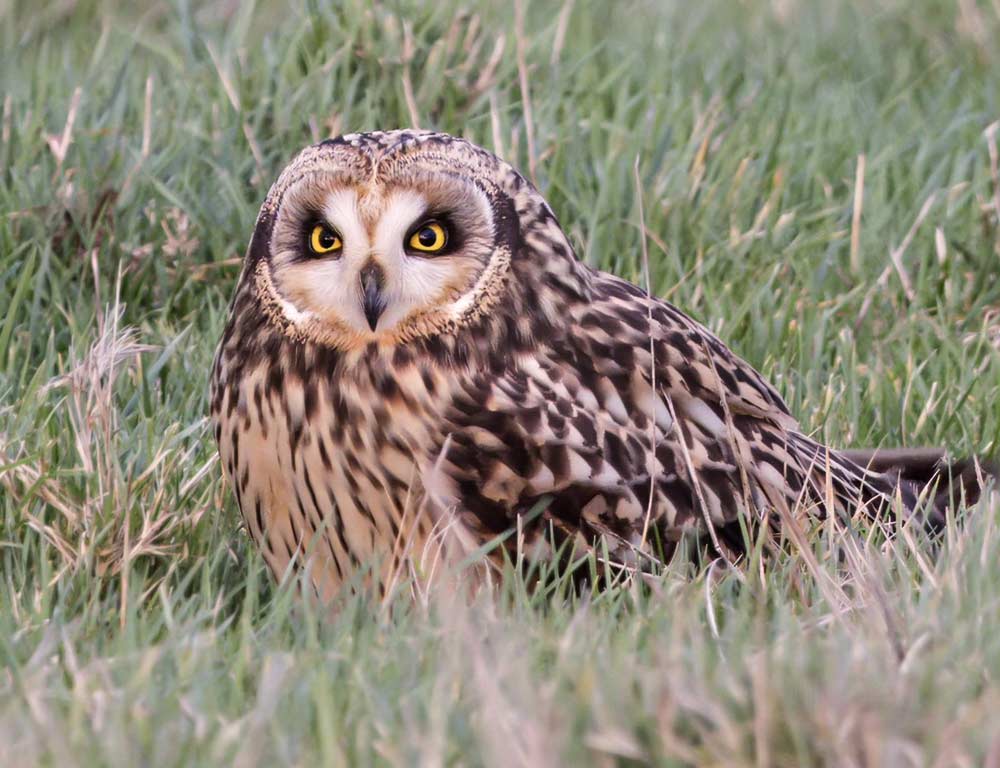 Short-eared Owl