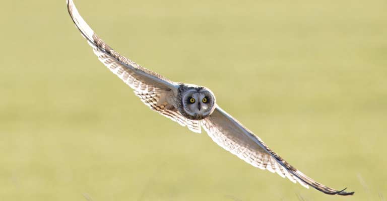 Short-eared Owl