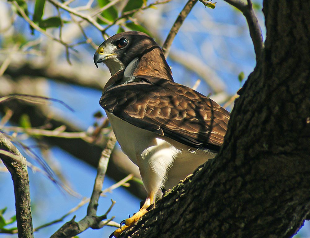 Short-tailed Hawk