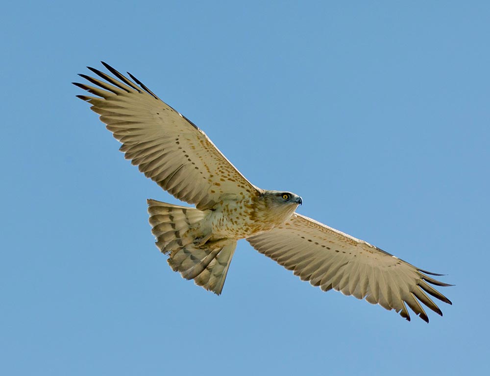 Short-toed Snake Eagle