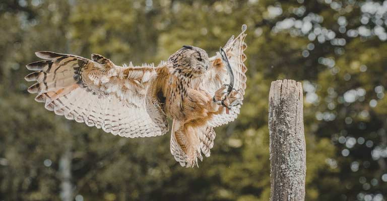 Silent Flight Feathers