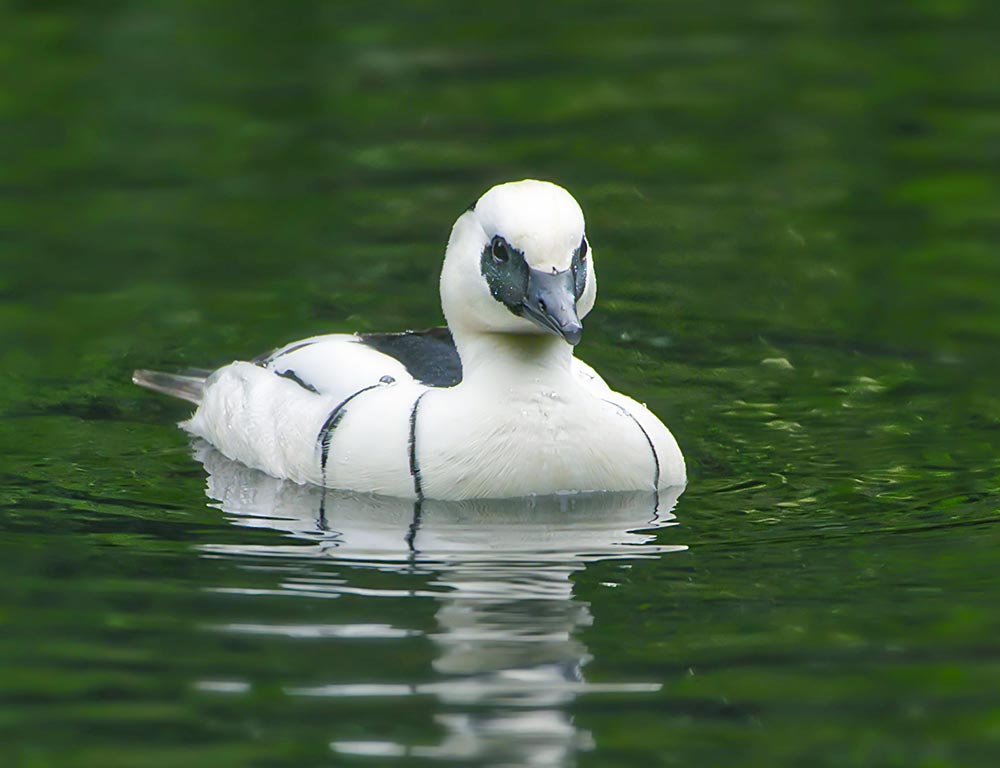 Smew