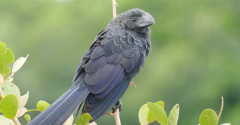 Smooth-billed Ani