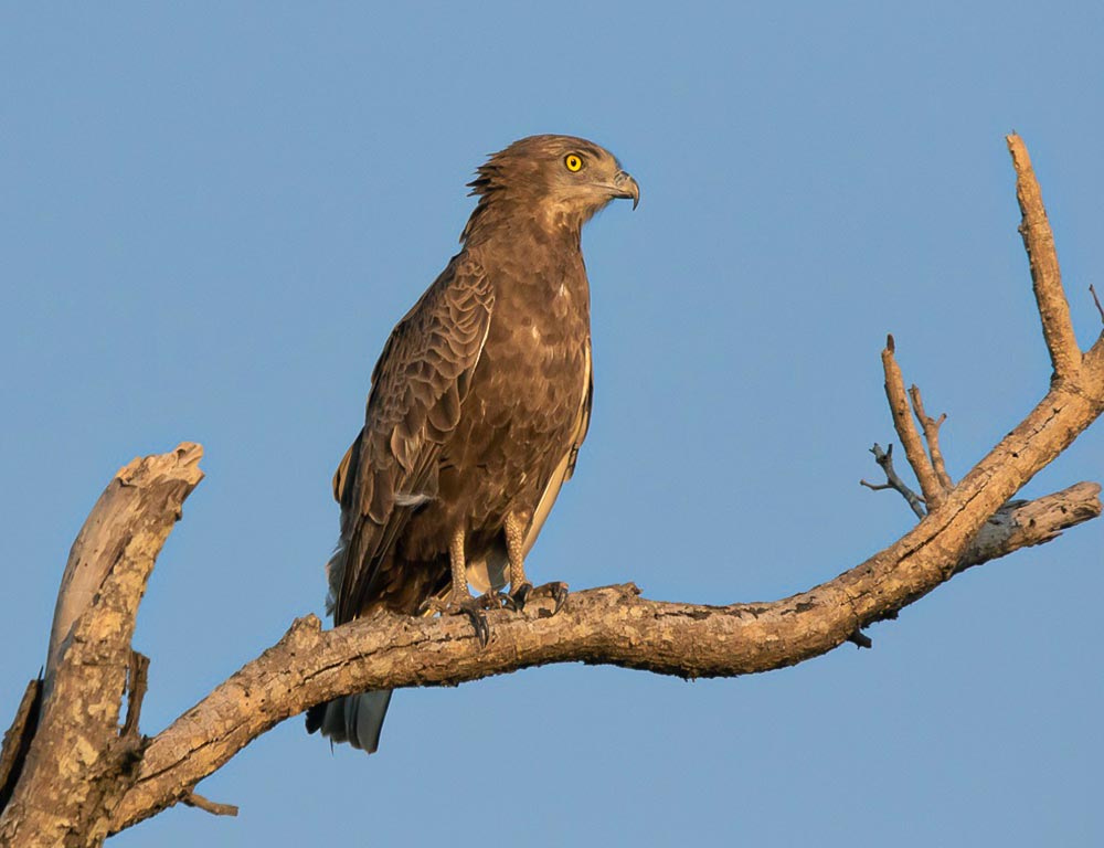 Snake Eagles