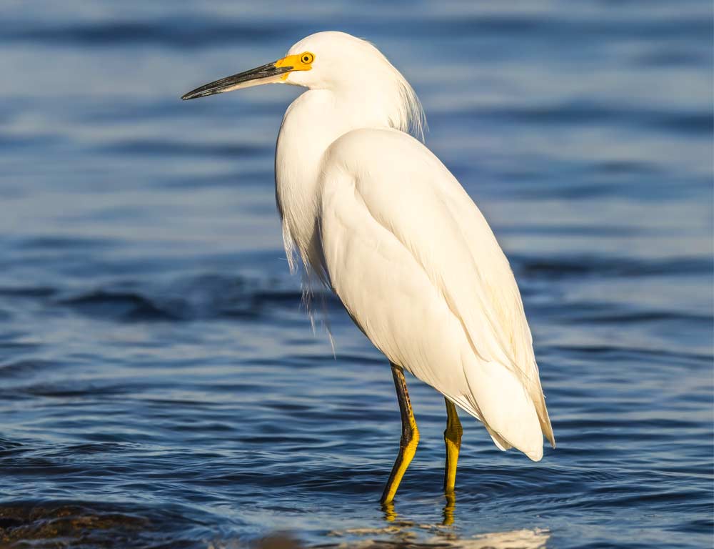 Snowy Egret