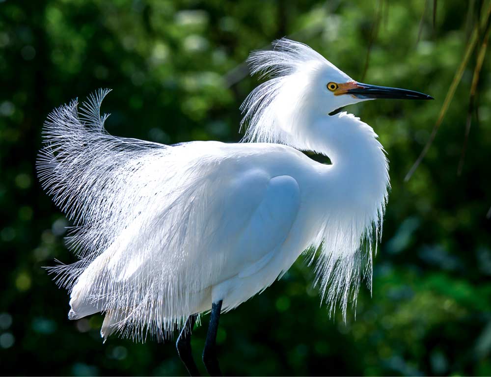 Snowy Egret