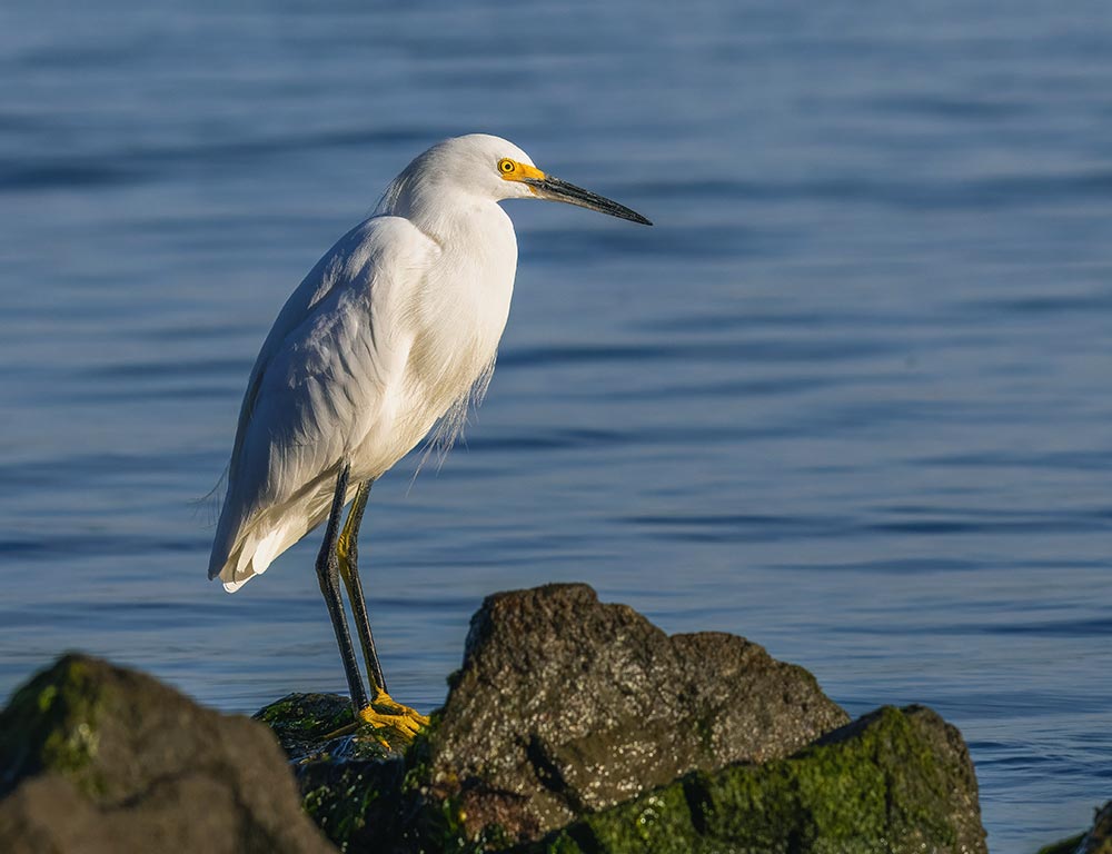 Snowy Egret