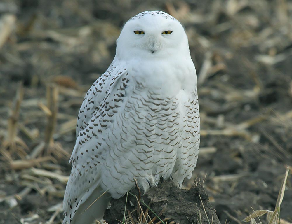 Snowy Owl