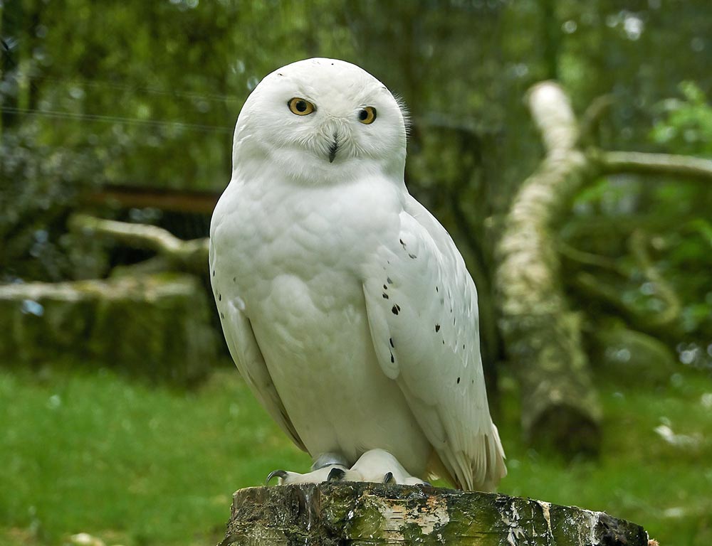 Snowy Owl