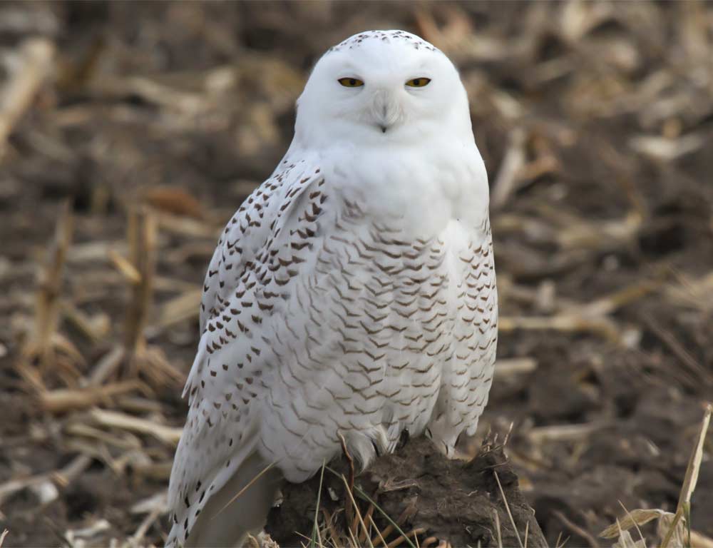 Snowy Owl