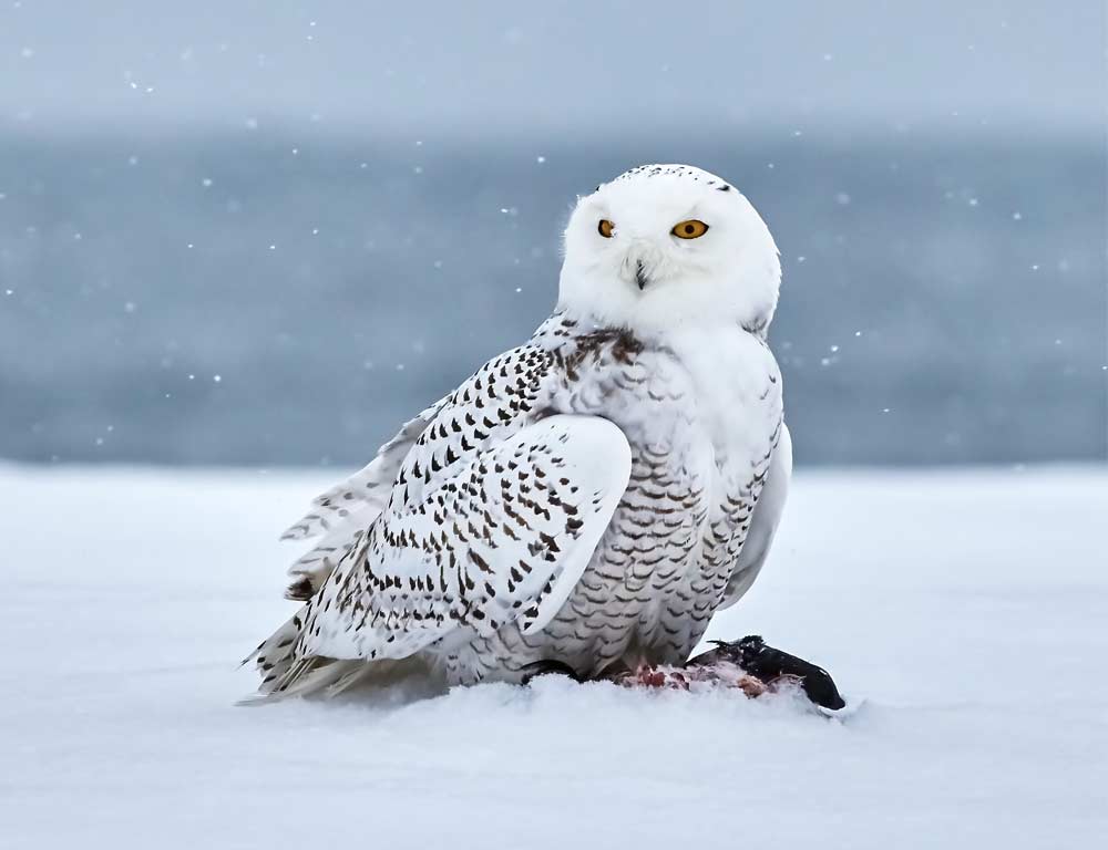 Snowy Owl