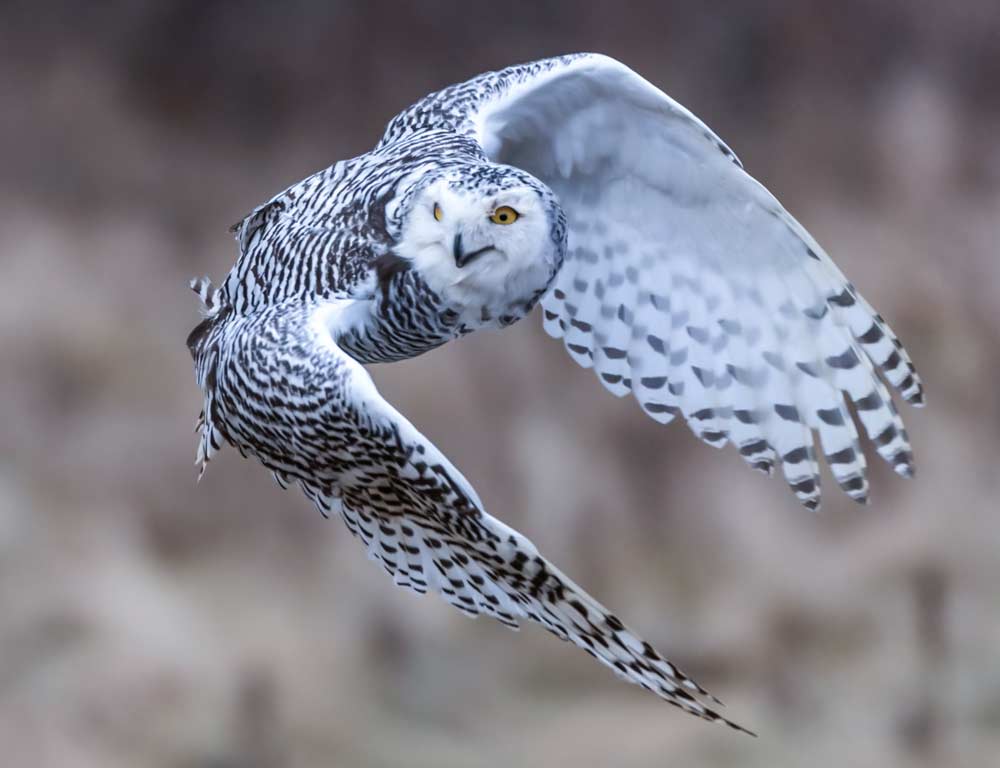 Snowy Owl