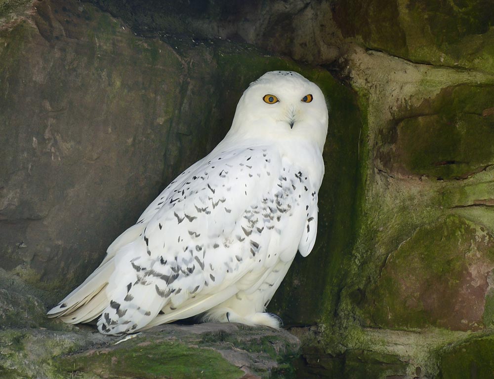 Snowy Owl