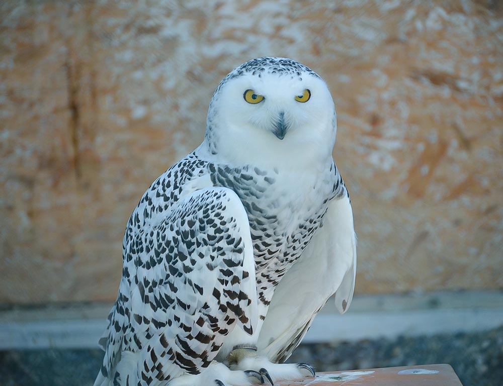 Snowy Owl