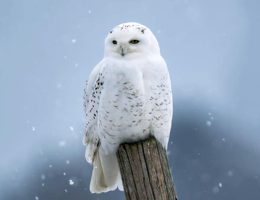 Snowy Owl