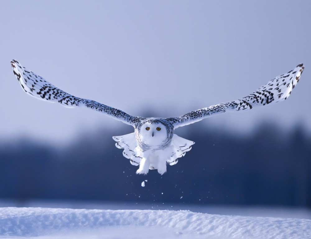 Snowy Owl