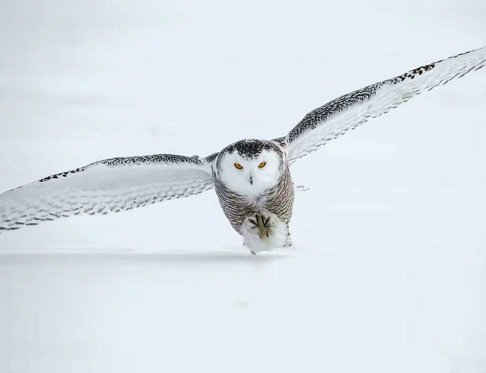 Snowy Owl