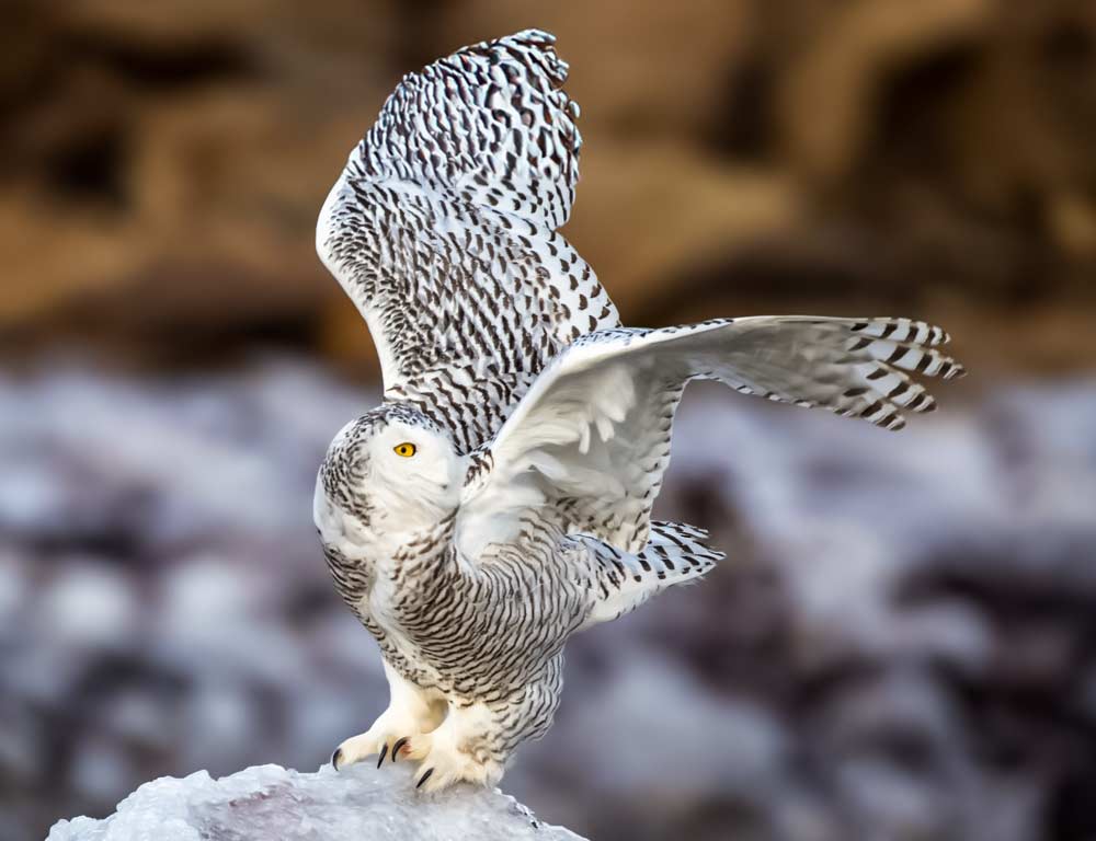 Snowy Owl