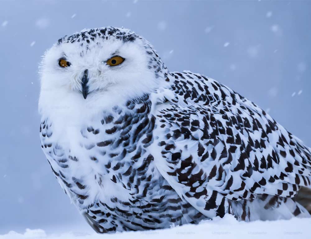 Snowy Owl