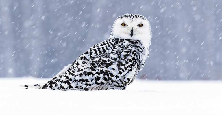 Snowy Owl