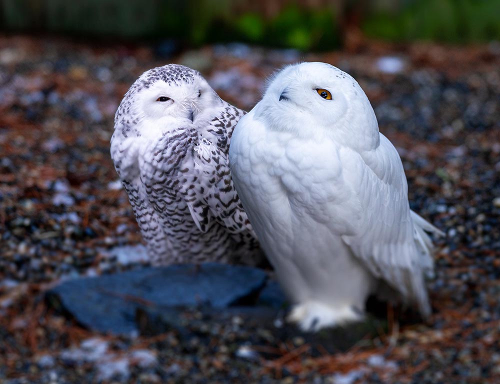 Snowy Owls