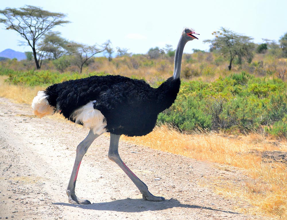 Somali Ostrich