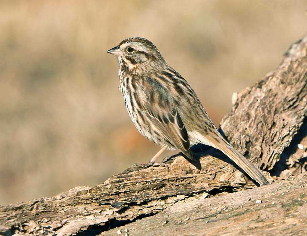 Song Sparrow