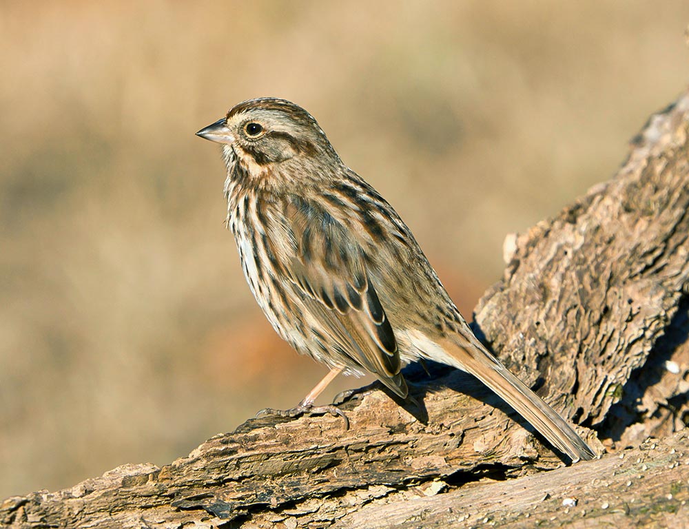 Song Sparrow