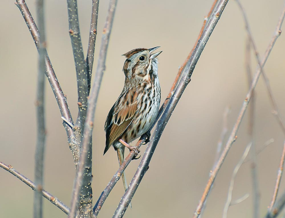 Song Sparrow