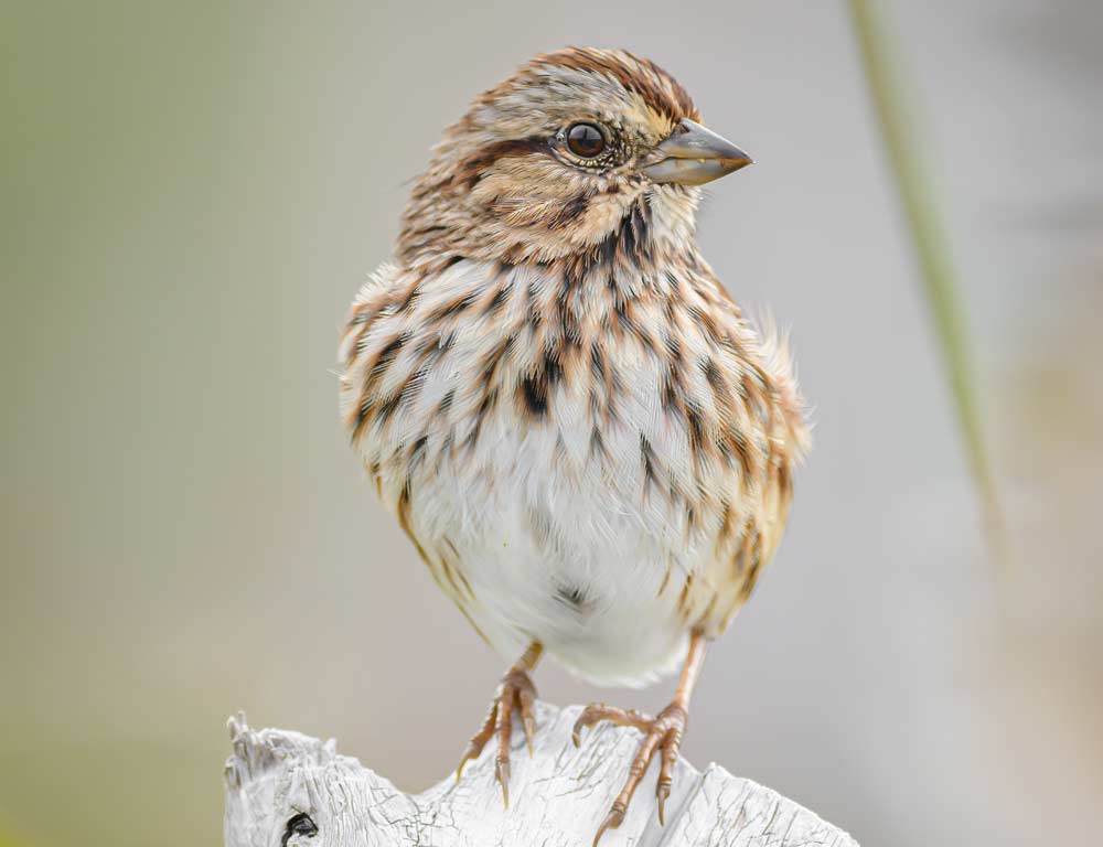 Song Sparrow